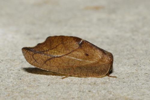 Drepanepteryx phalaenoides